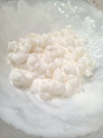 Grains de kéfir pour le lait