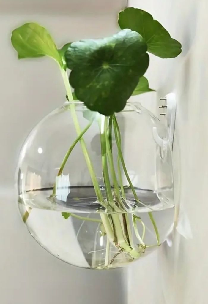 Suspension vase plantes, boutures - photo numéro 3