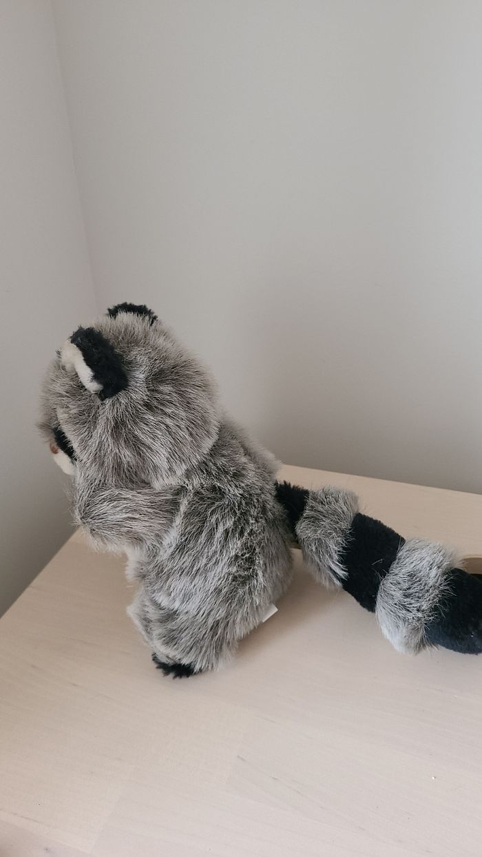 Raton laveur - photo numéro 2