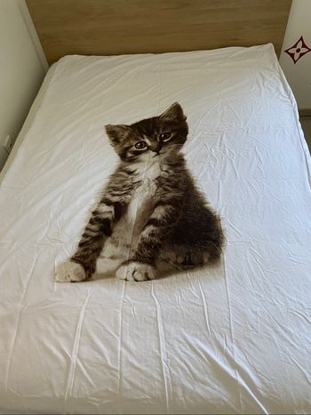 Housse de couette.  Chaton. 1 pers