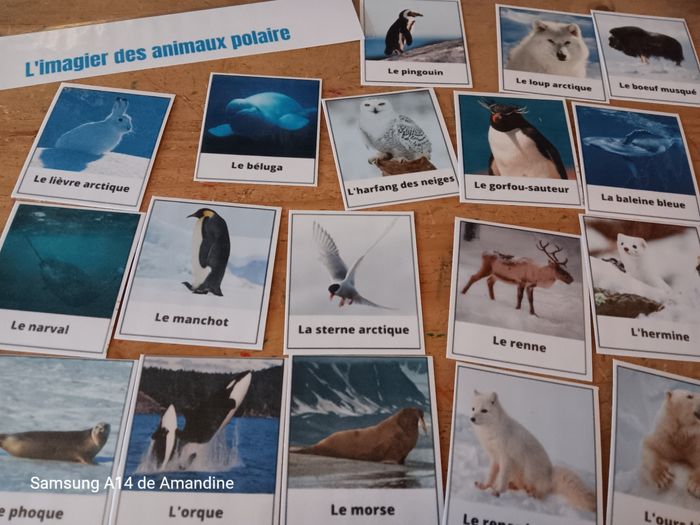 Imagier les animaux polaires