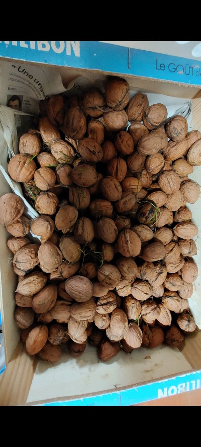 Noix du jardin