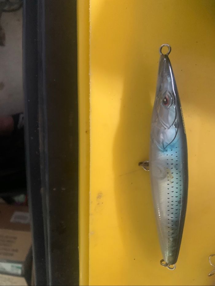 Leurre pêche au bar