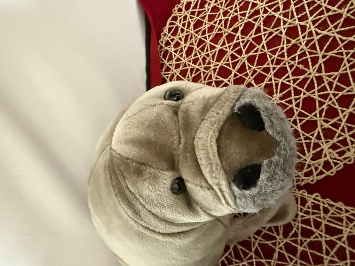 Wild Republic Cuddlekins Jumbo Lamantin phoque - photo numéro 5