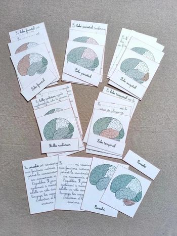Cartes de nomenclature sur l'anatomie du cerveau Montessori