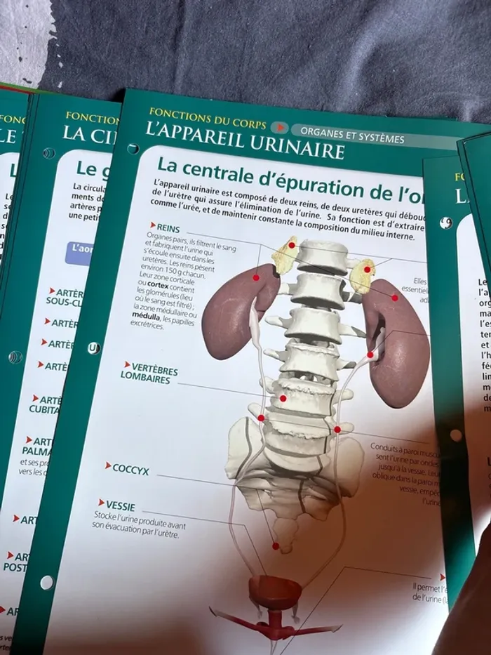 Lots de fiches anatomie physiologie santé - photo numéro 3