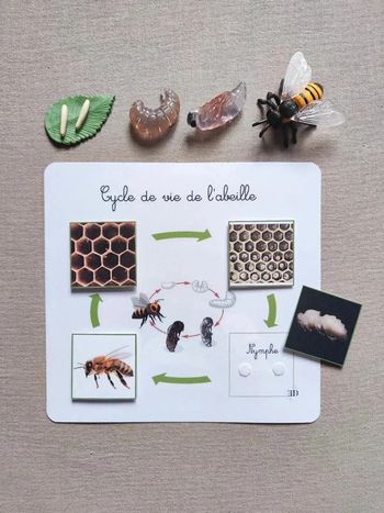 Kit cycle de vie d'une abeille Montessori