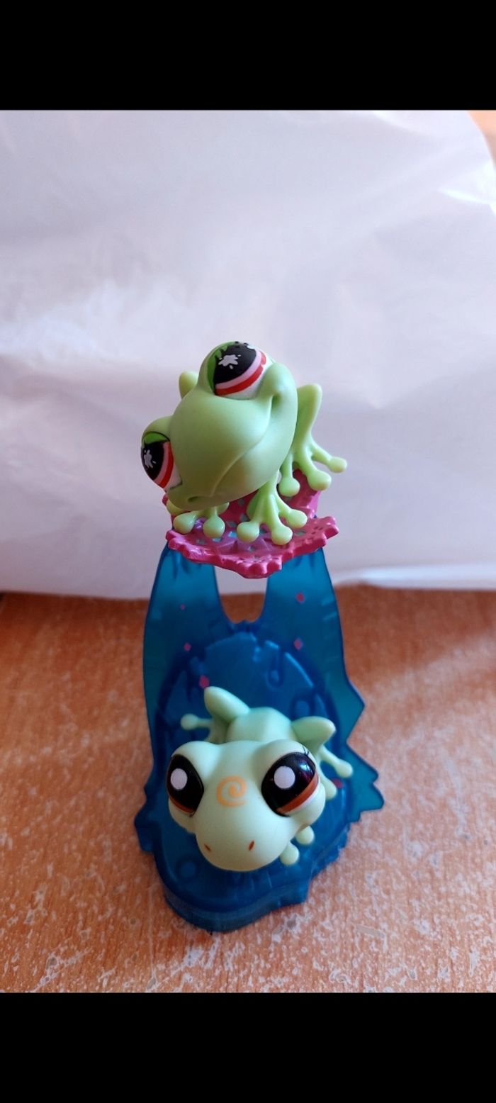 Pet shop grenouille - photo numéro 2