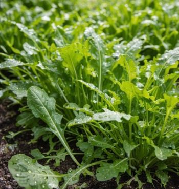 80 graines roquette + 31 variétés 