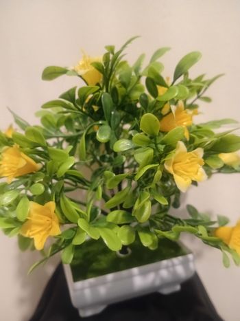 Arbuste bonsaïs fleurie 