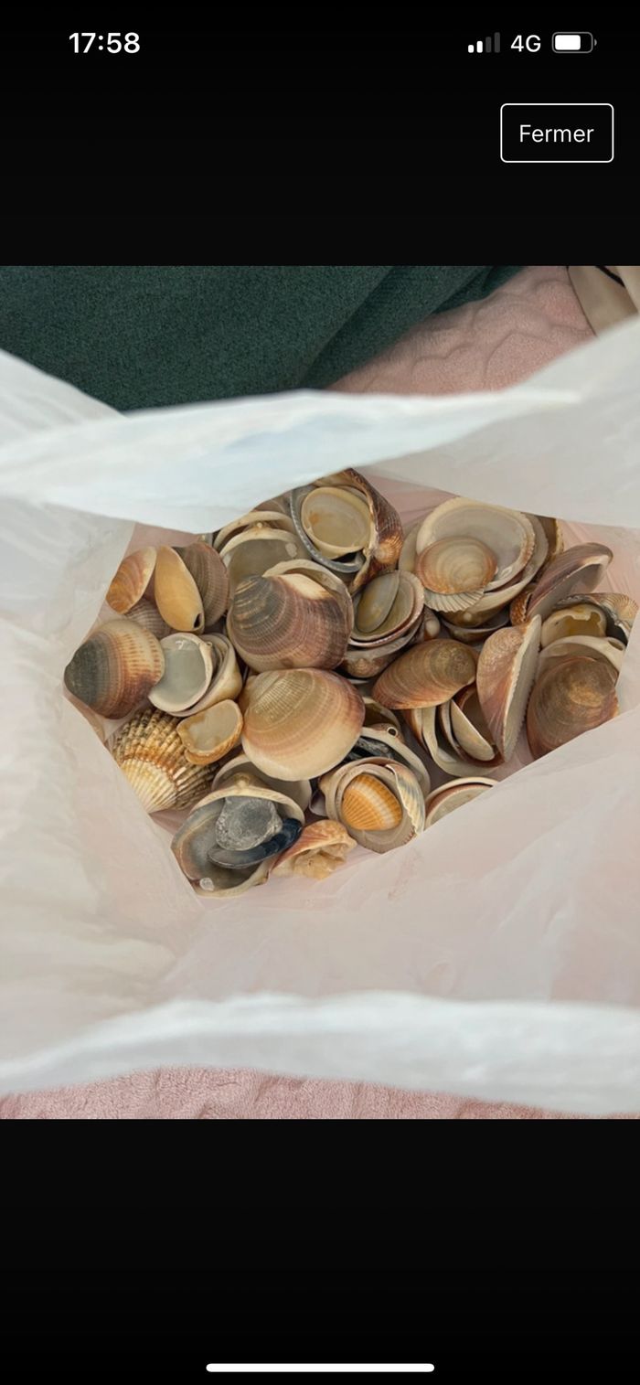 Coquillages