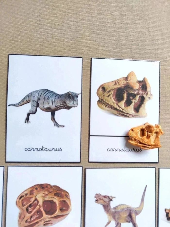 Kit nomenclatures des dinosaures avec crânes Montessori - photo numéro 5