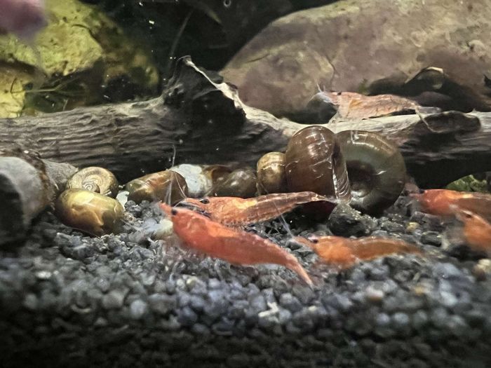 Crevettes d'Aquarium Décoration - photo numéro 5