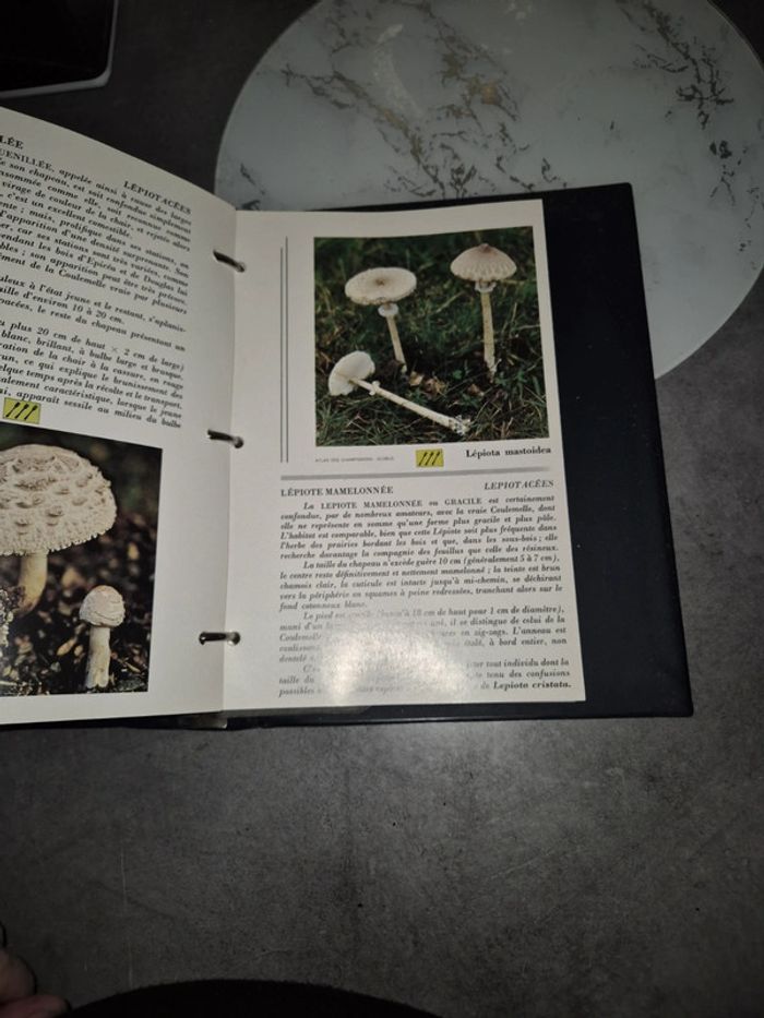atlas des champignons - photo numéro 4