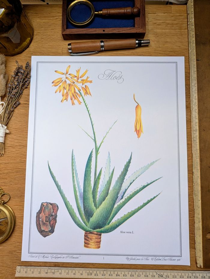 Imprimée en 1986, planche botanique l'Aloé Vera, Vintage Authentique (cadre non inclus)