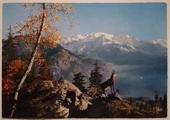 Grande carte postale le Chamois Des Alpes
