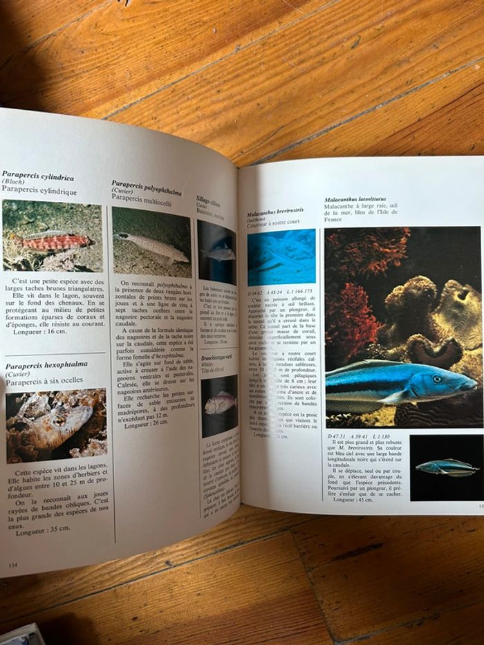 Poissons de nouvelle caledonie et des nouvelles hebrides - photo numéro 3