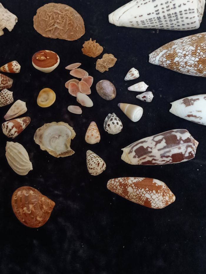 Coquillages  Ste Lucie rose des sables - photo numéro 3