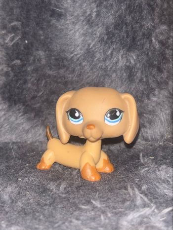 dachshund #518