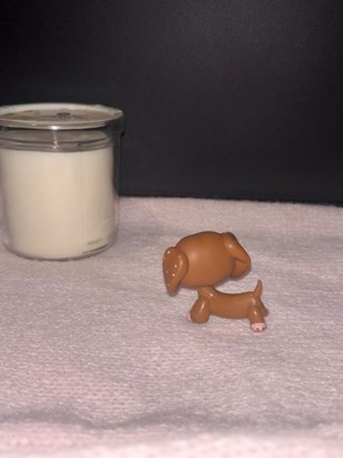 teckel #556 - photo numéro 5