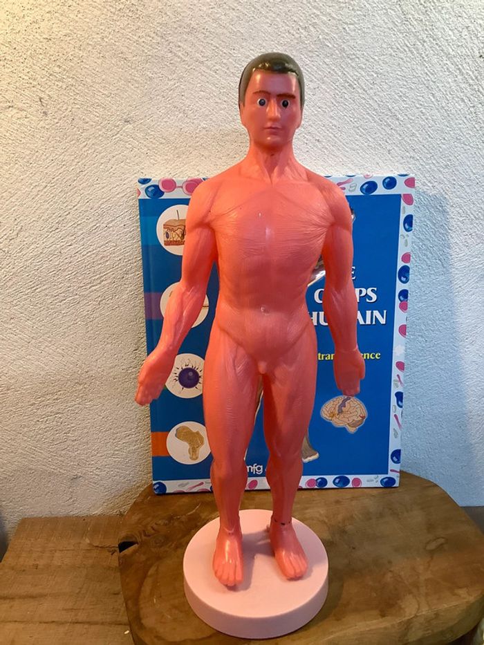 Figurine et livre sur le corps humain - photo numéro 4