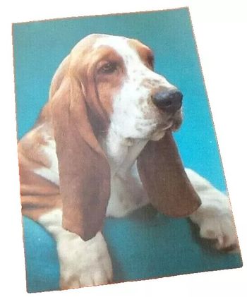 Carte postale Chien (Basset) N° 2084 Editions Vikingo