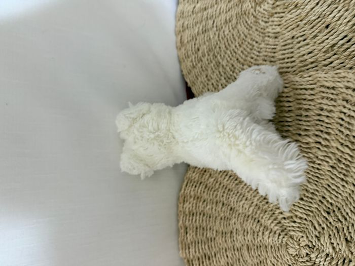 Doudou Peluche chat blanc BOULGOM - photo numéro 4