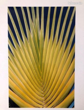 Photo arbre du voyageur