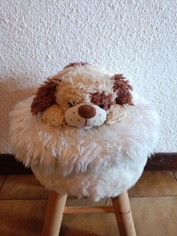 Nounours chien