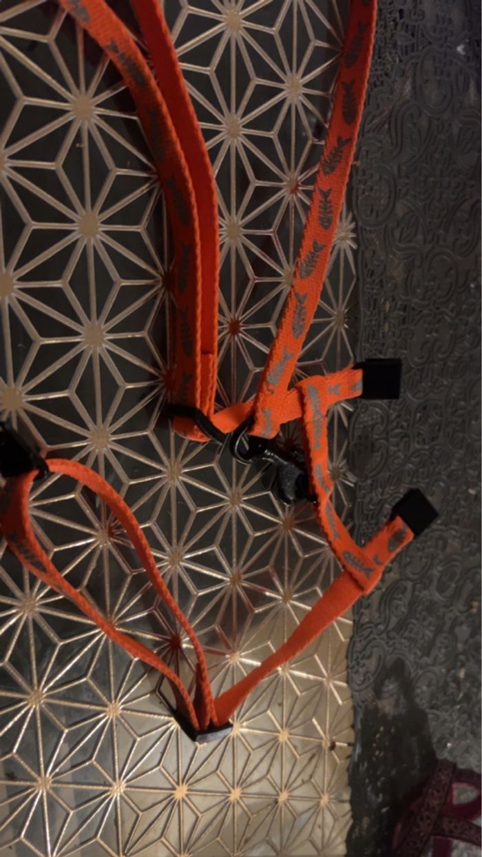 Laisse pour chat - photo numéro 4