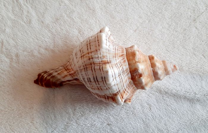 Coquillage - photo numéro 3