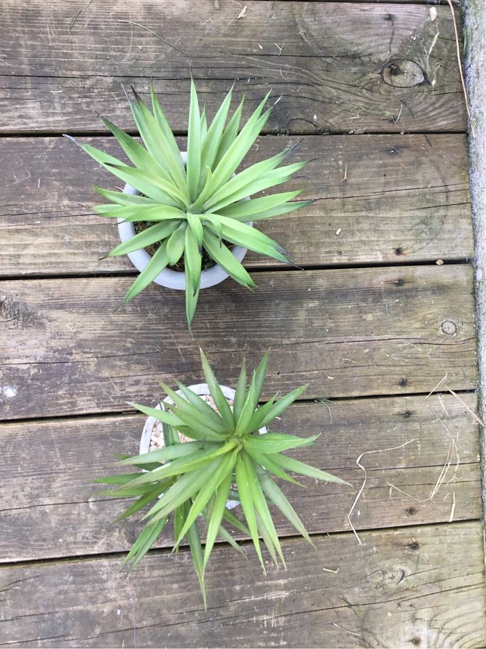 Lot Plante artificielles - photo numéro 2