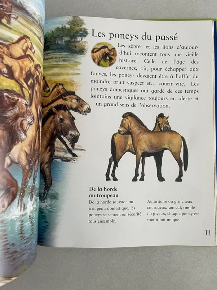 Les Poneys - photo numéro 3