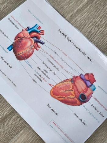 Fiche A4 de la morphologie externe du coeur
