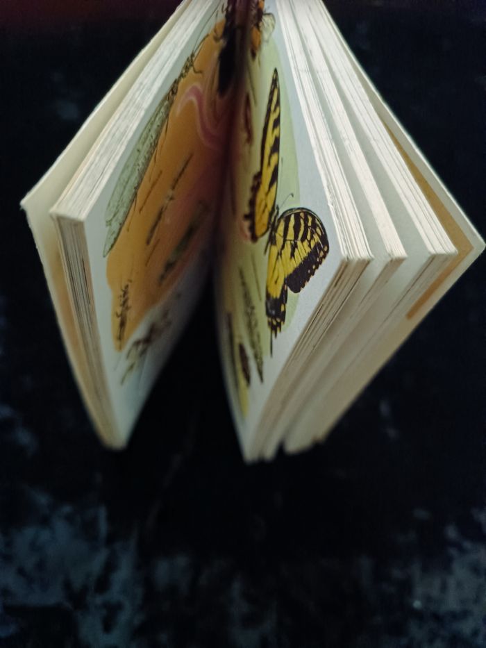 Petit guide règne animal Hachette - photo numéro 10