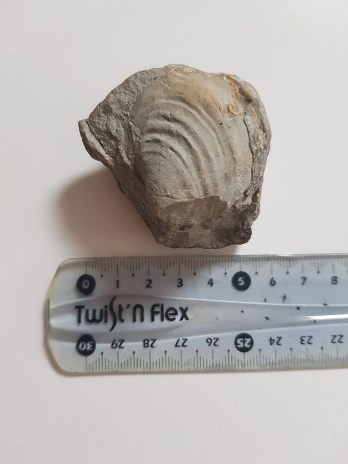 Fossils de coquillages - photo numéro 7