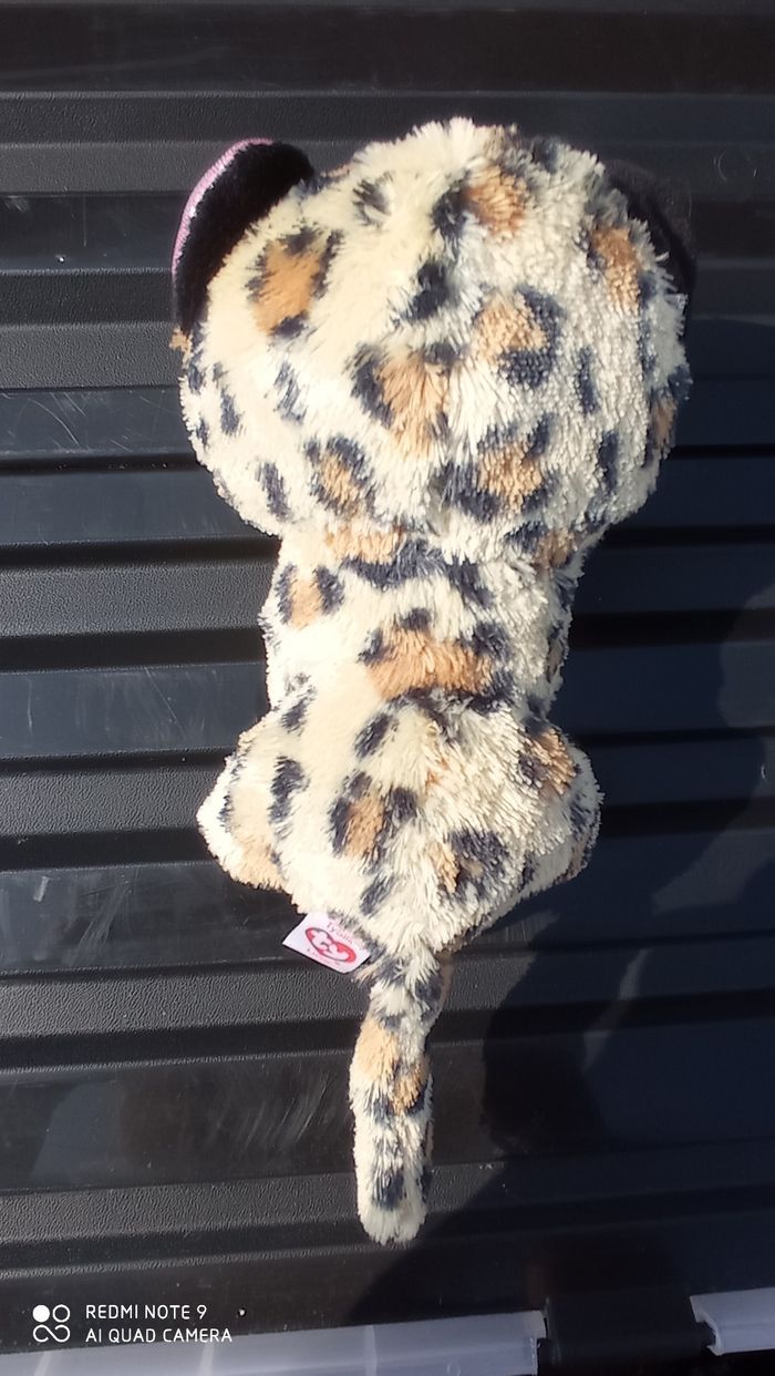 Chat tigré TY - photo numéro 2