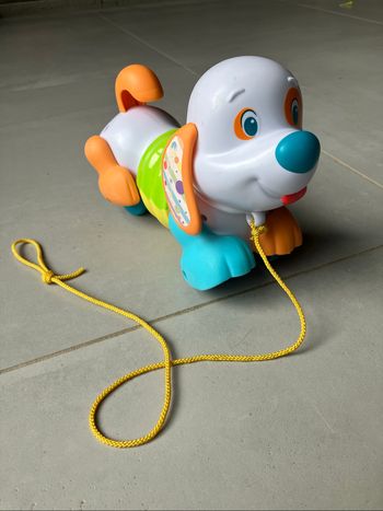 Chien à traîner