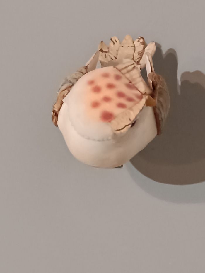 Chouette pince - photo numéro 5