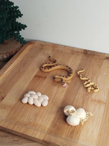 Figurine cycle de vie du serpent