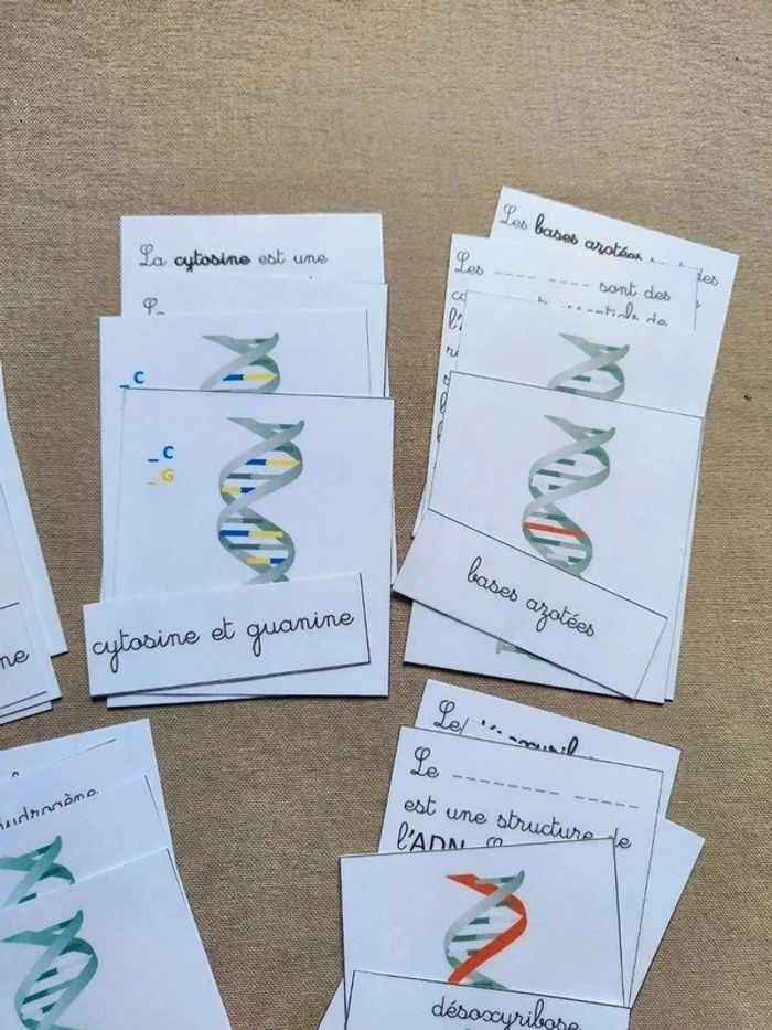 Cartes de nomenclature de L'ADN - photo numéro 3