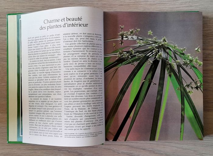 guide des plantes d'intérieur - photo numéro 5