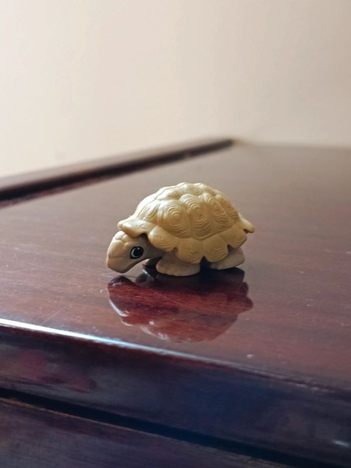 Petite tortue kinder