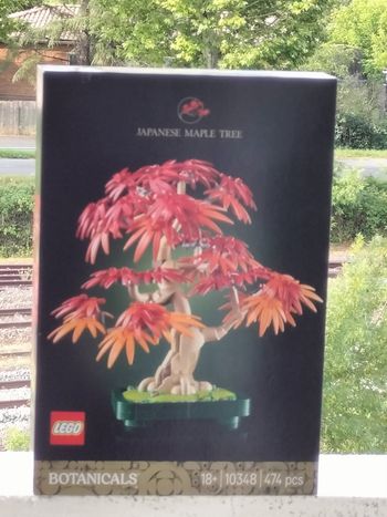 Lego le bonsaï d'érable rouge du Japon