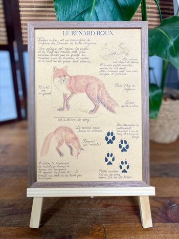 Affiche style planche naturaliste ancienne 