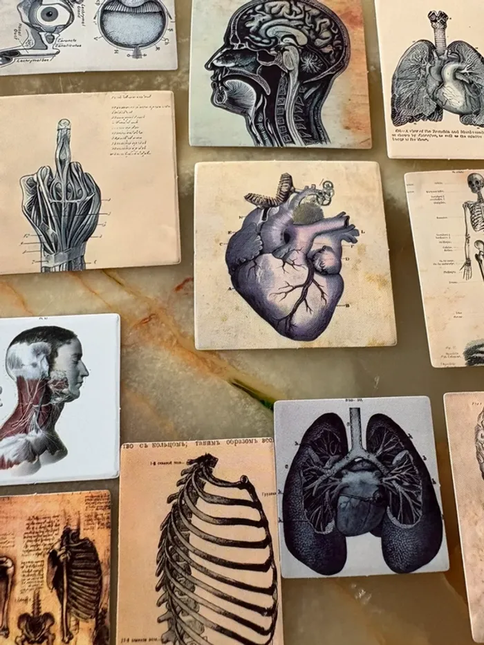 Stickers mini anatomie humaine 11 pièces - photo numéro 2