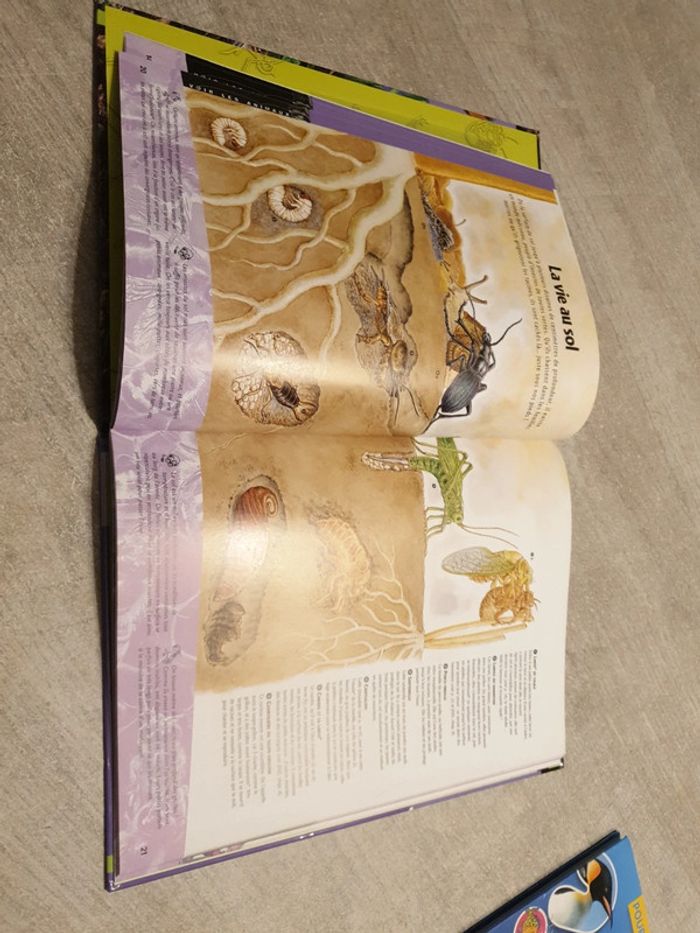 Livre insectes - photo numéro 4