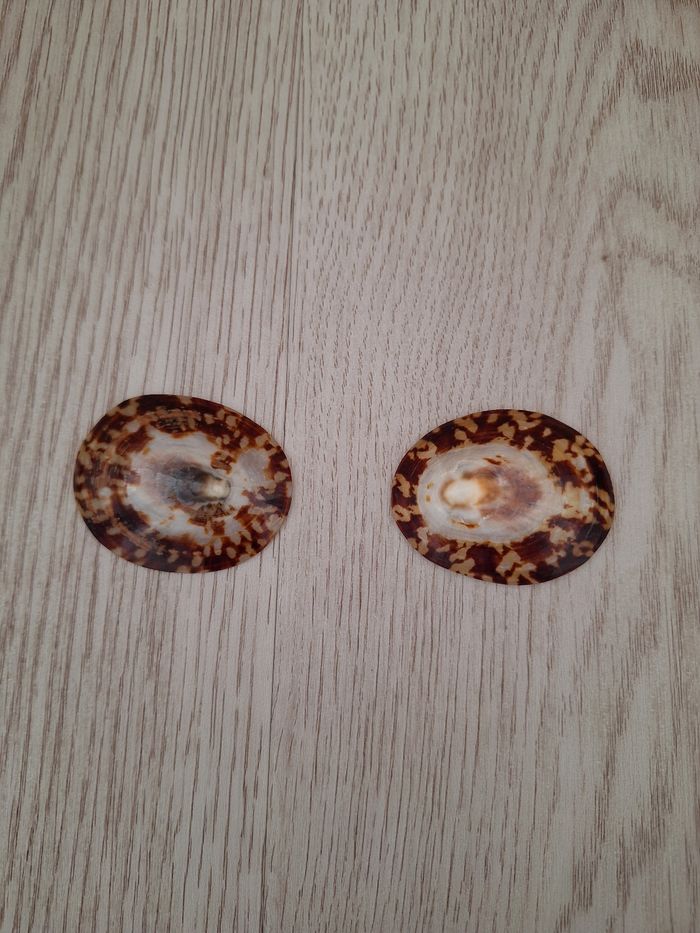 Coquillage allaitement