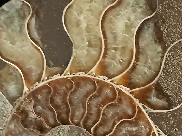 Ammonite - photo numéro 5
