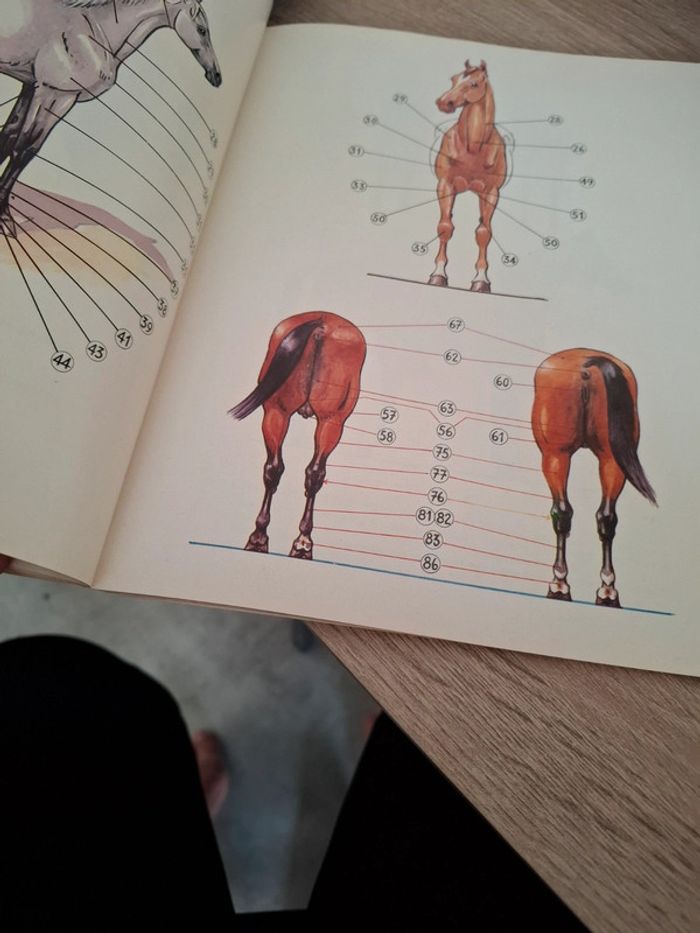 Magnifique livre sur la préparation des chevaux - photo numéro 3